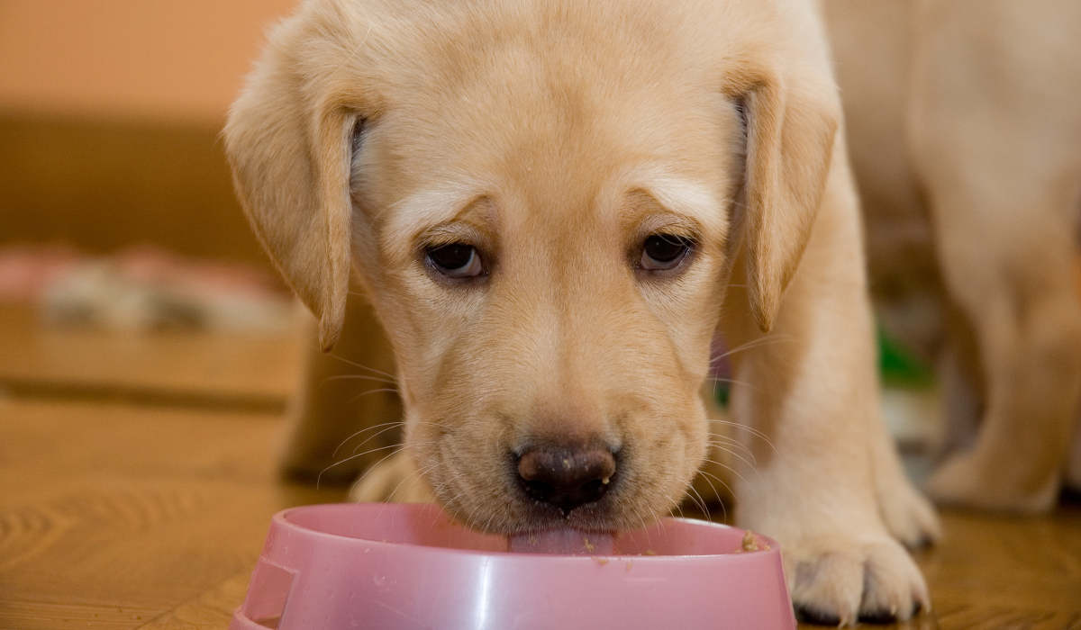 How to Stop Your Puppy or Dog Growling When Eating