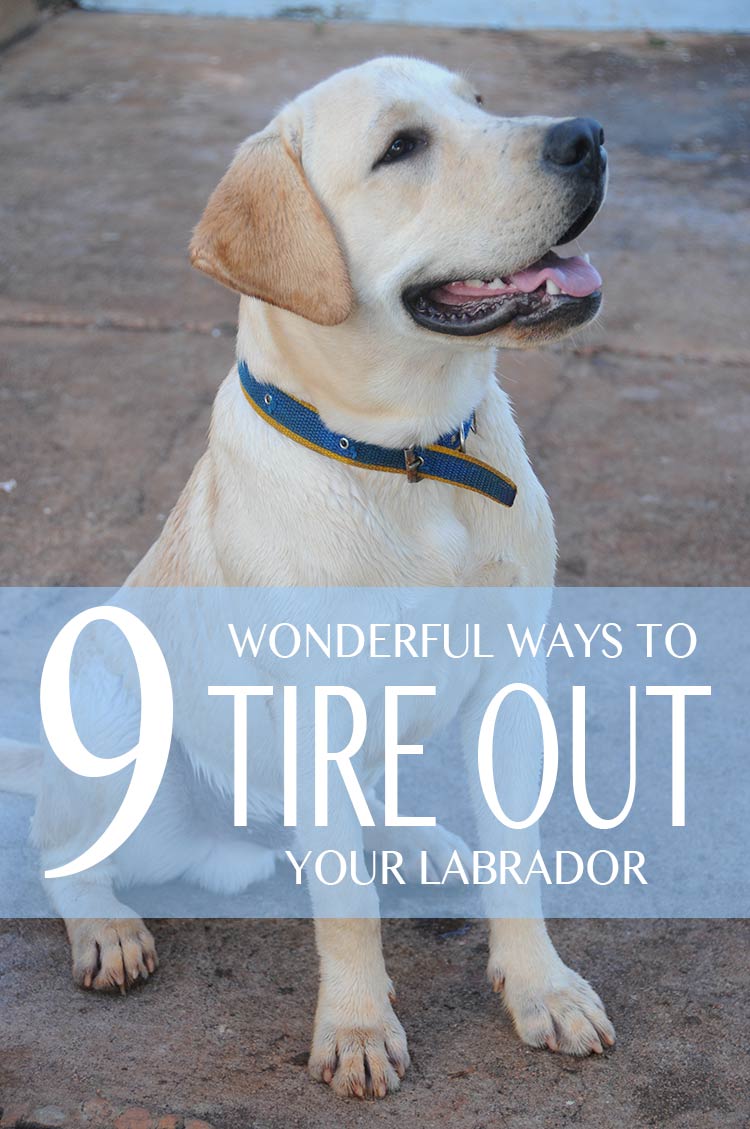 9 Wonderful ways to tire out your bouncy Lab