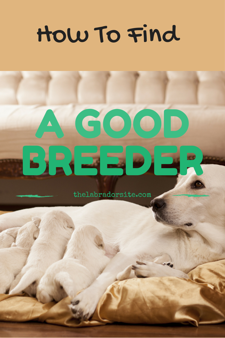 labrador retriever breeders