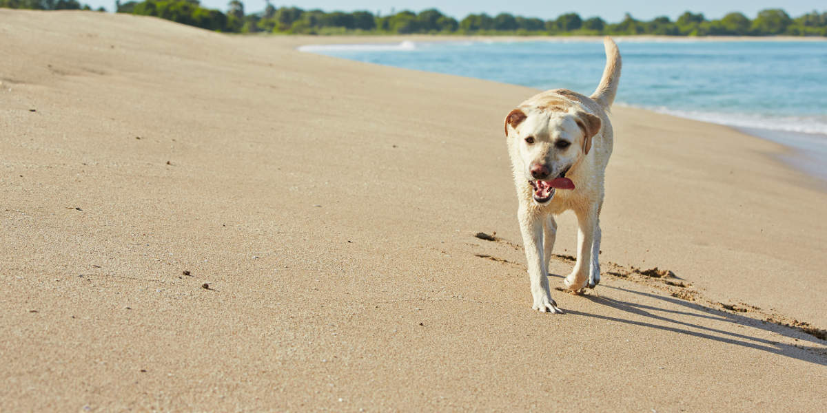 Beach Safety for Labrador Retrievers