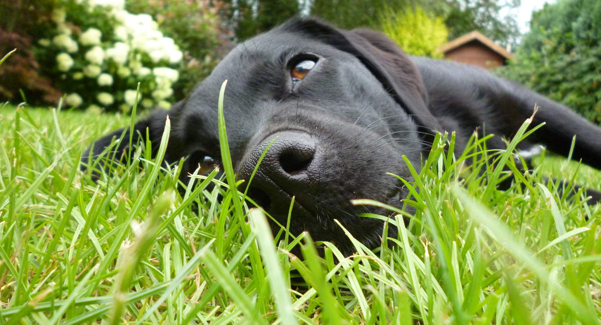 how can i treat my dogs grass allergy