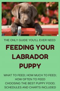 labrador puppy feeding and puppy food guide