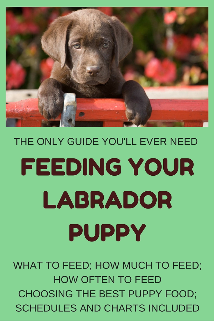 best home food for labrador