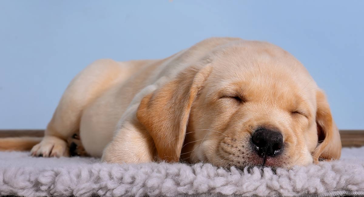Bringing Home A New Puppy First Night Survival Tips Included