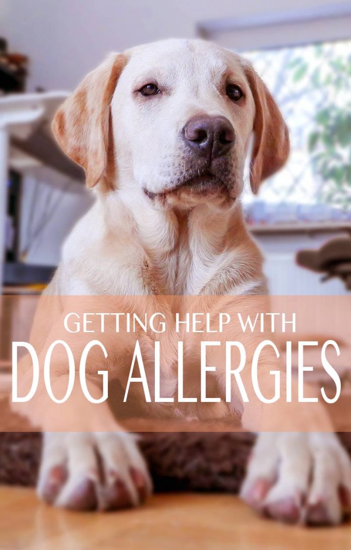 Common Allergies in Labrador Retrievers and their Cures