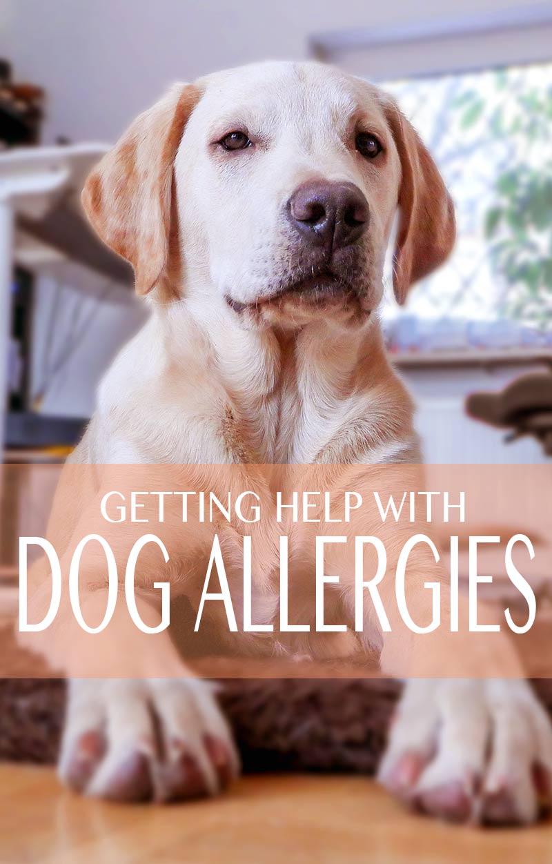 Dog allergies - getting help for a dog that suffers from skin and other allergies