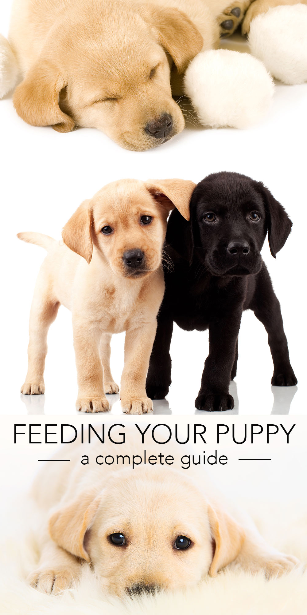 Labrador Dog Diet Chart Pdf