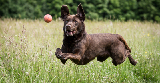 my dog is obsessed with balls