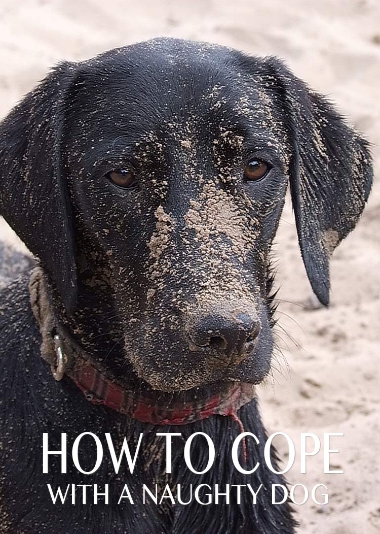 How to cope with a naughty dog