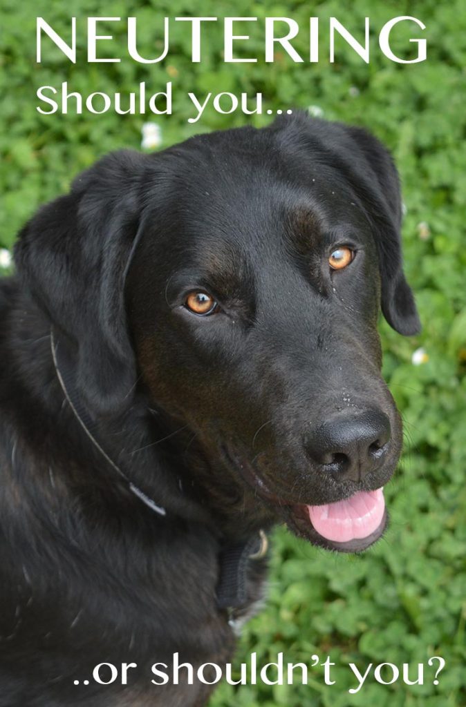 Should I have my Labrador neutered: The Evidence Should I have my Labrador neutered: The Evidence