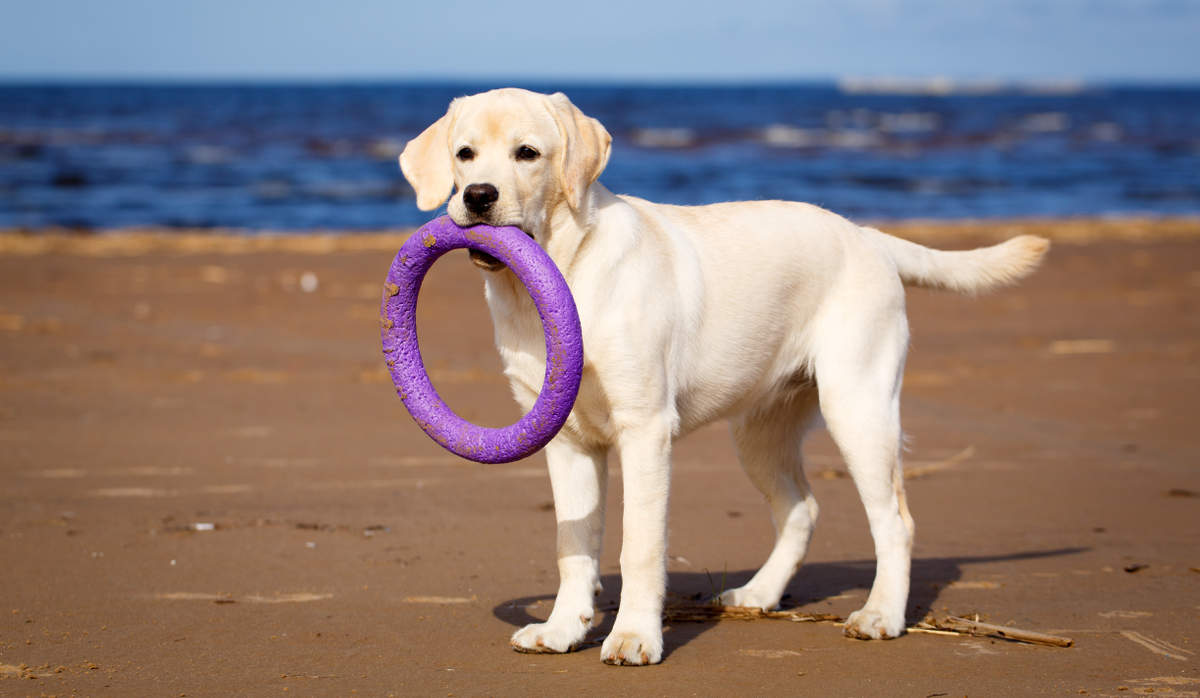 7 month old yellow lab