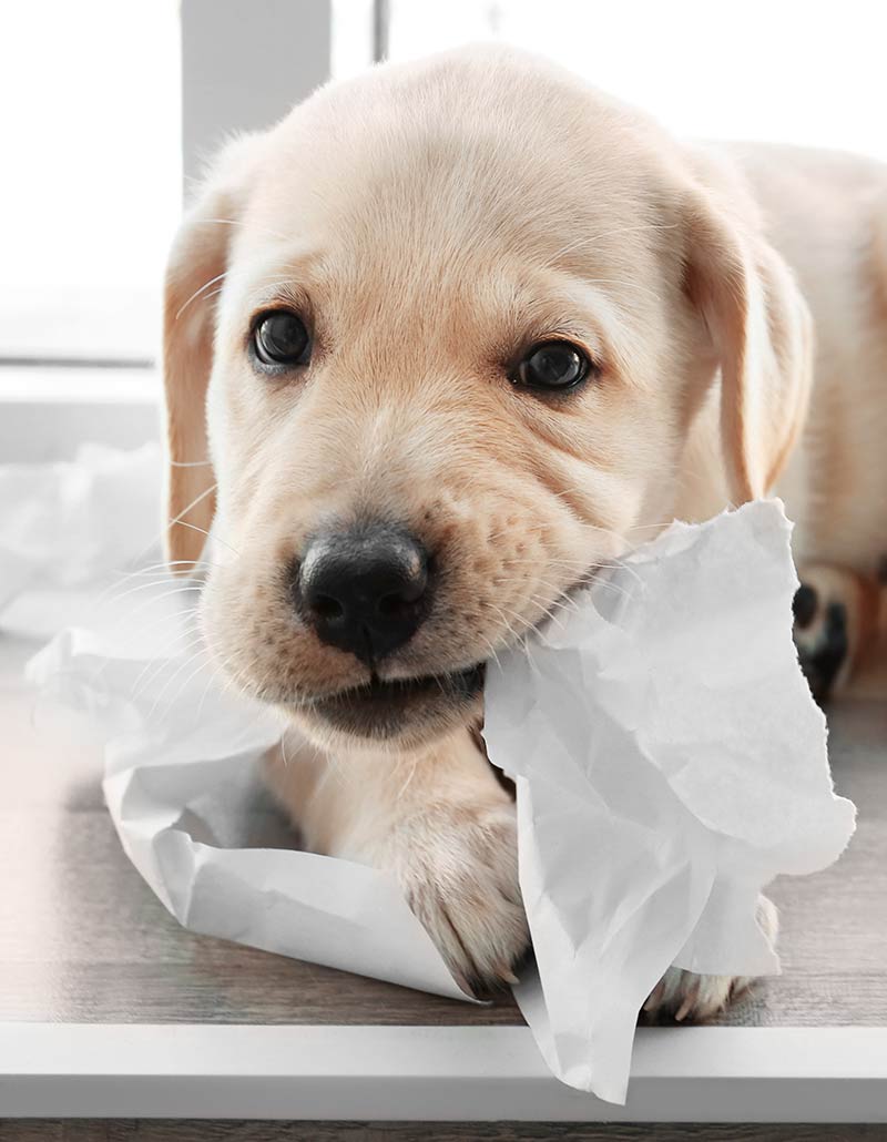 40 days labrador puppies