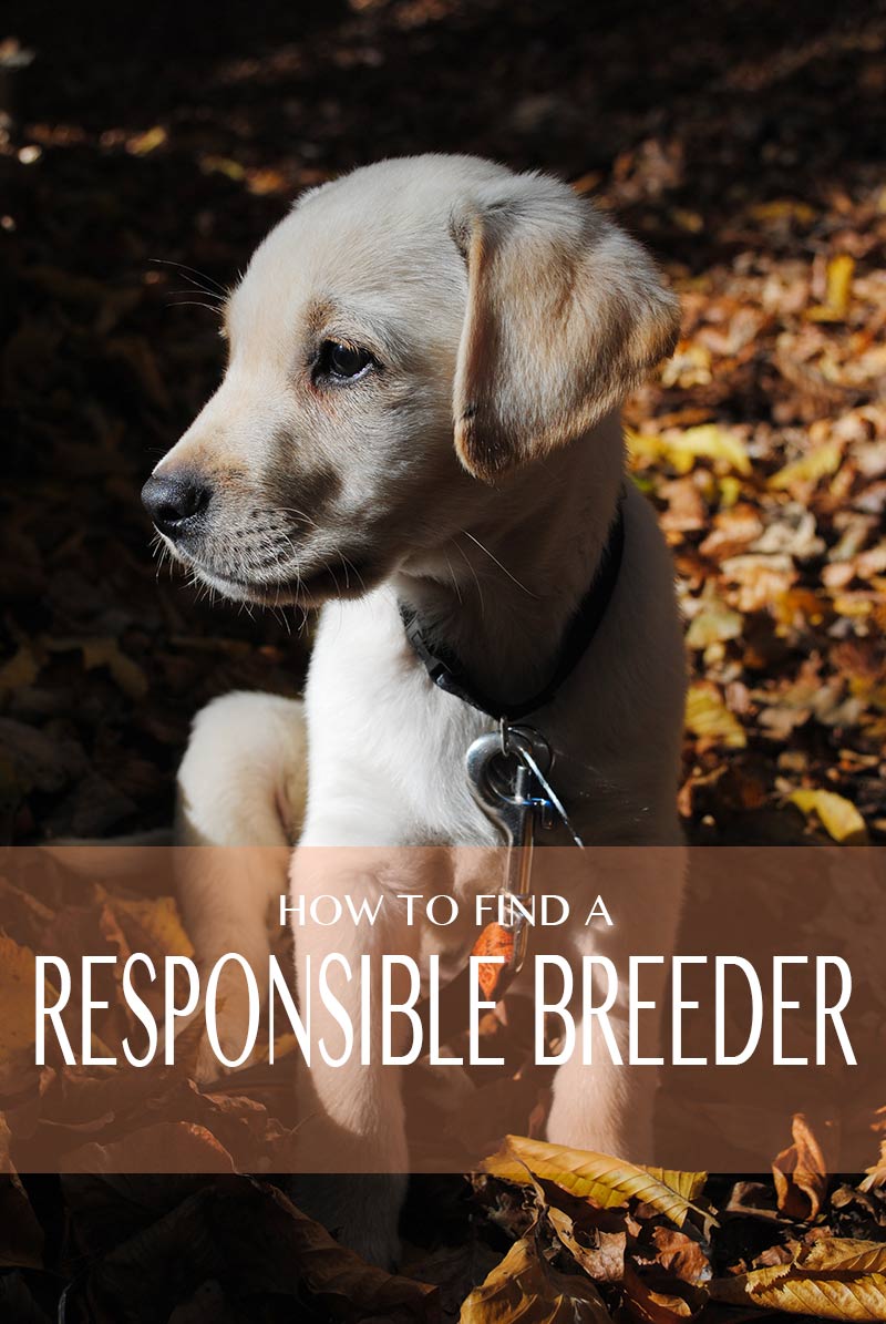 how to find a good breeder when you are looking for a puppy