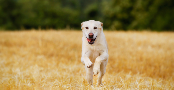 Yellow labrador retriever running towards the camera on a sunny day.