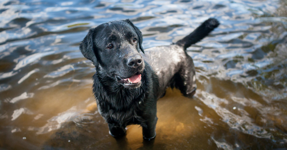 Labrador Retriever standing in the lake in summer