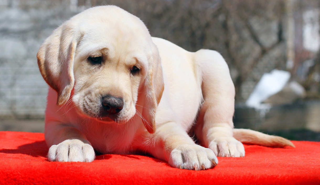 a nice yellow labrador puppy laying on red background
