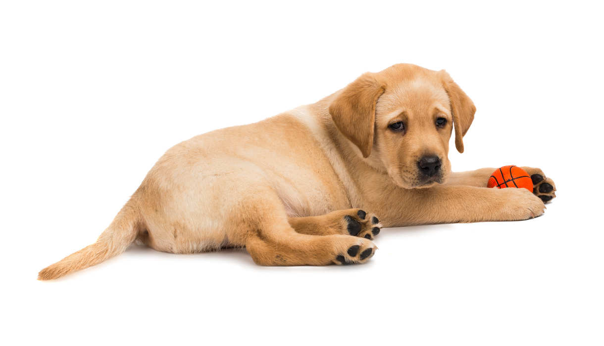 dark golden labrador