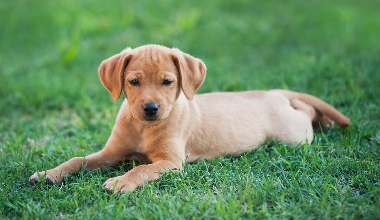 Puppy dog laying on the grass.