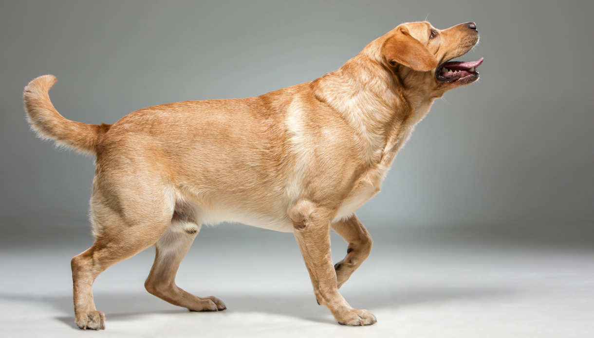 dark golden labrador