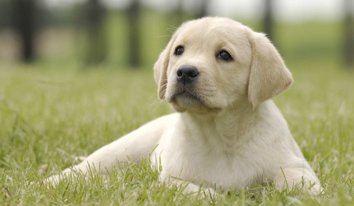 lab dog training near me