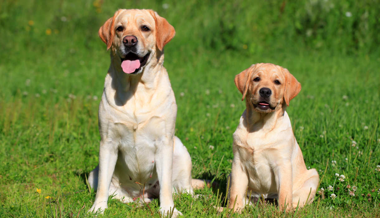 dark golden labrador