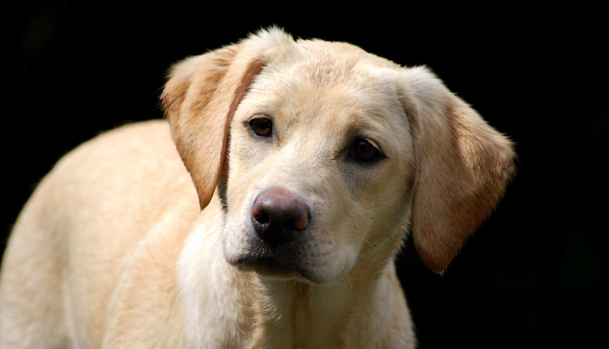 yellow lab with white markings