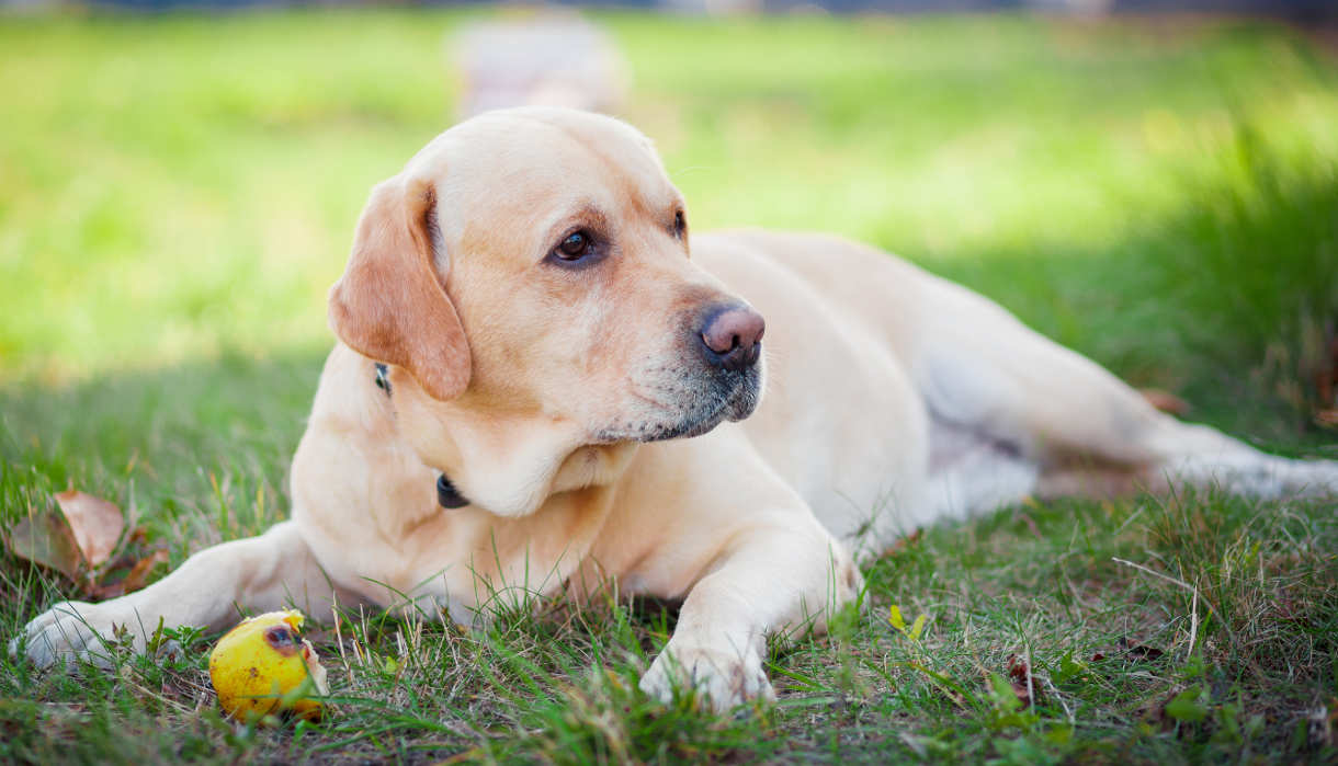 labrador yellow colour