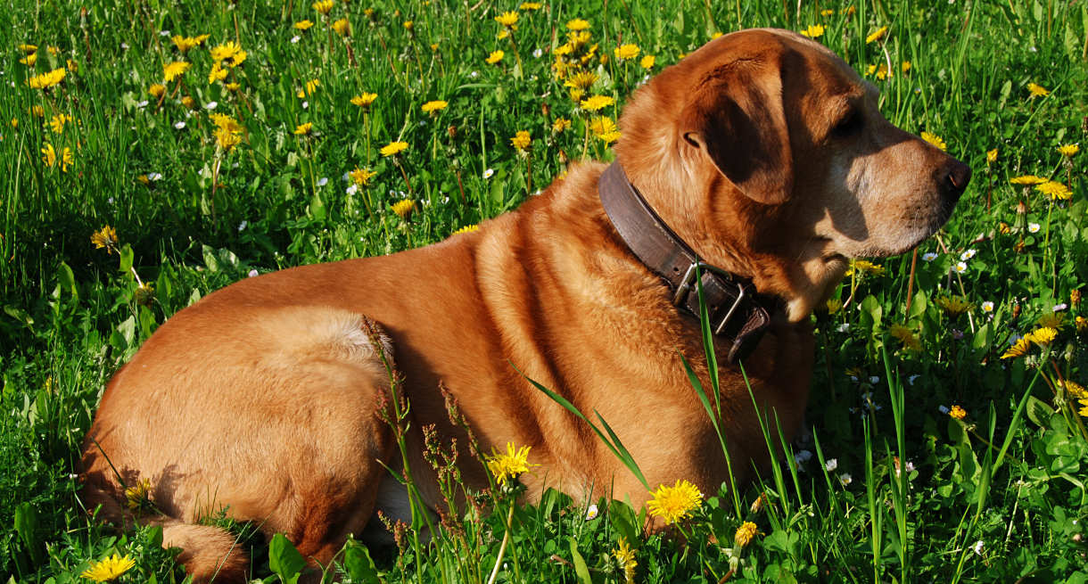 Golden labrador is having rest in the meadow of dandelions