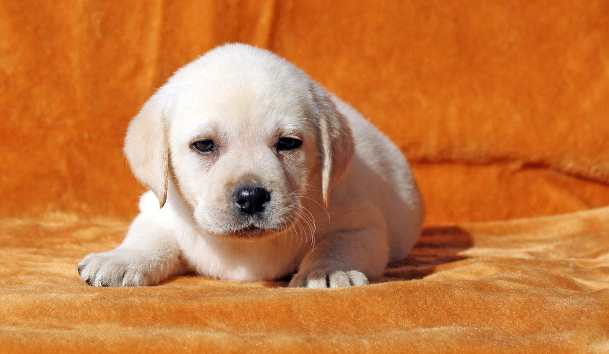 a yellow labrador puppy laying on orange background