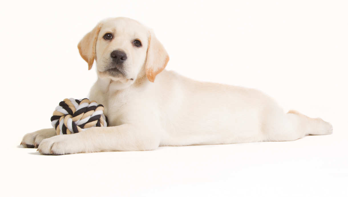 Shades Of Yellow Labradors