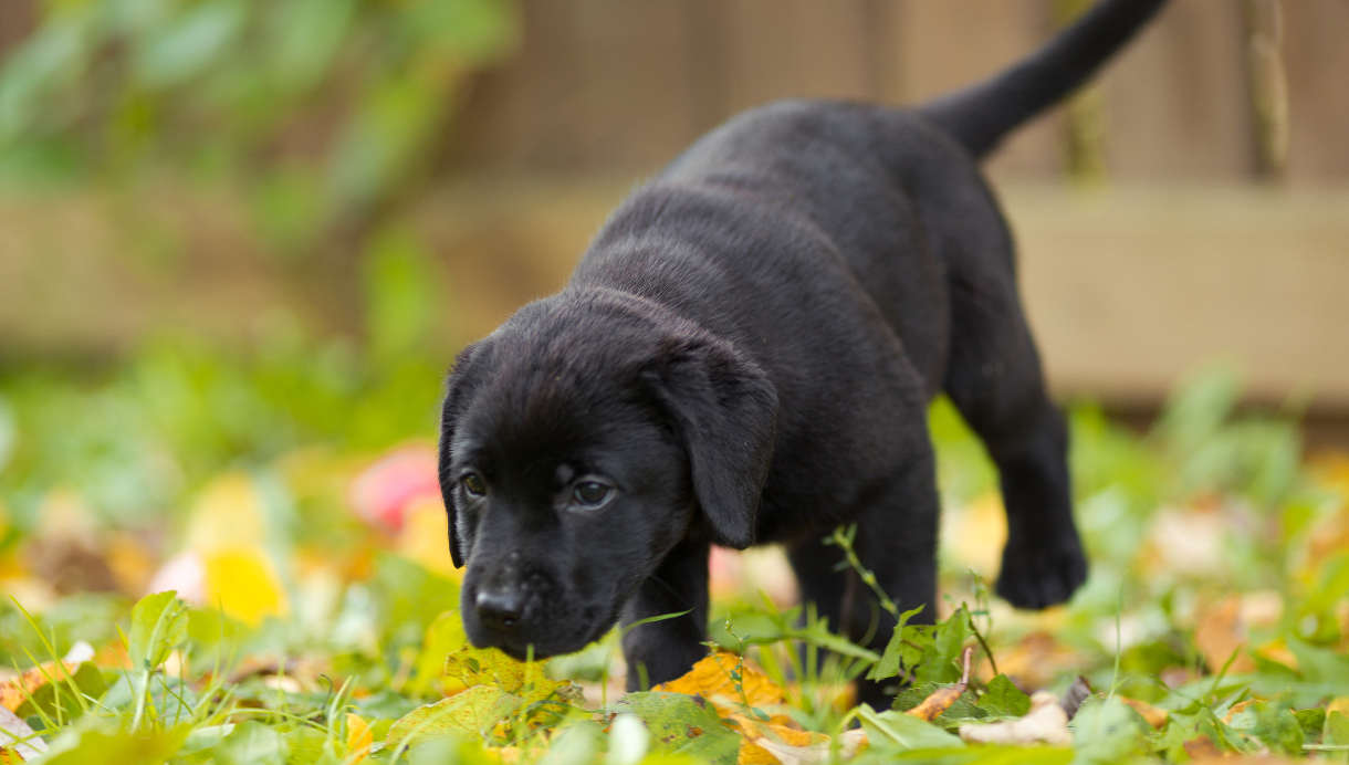 small black labs