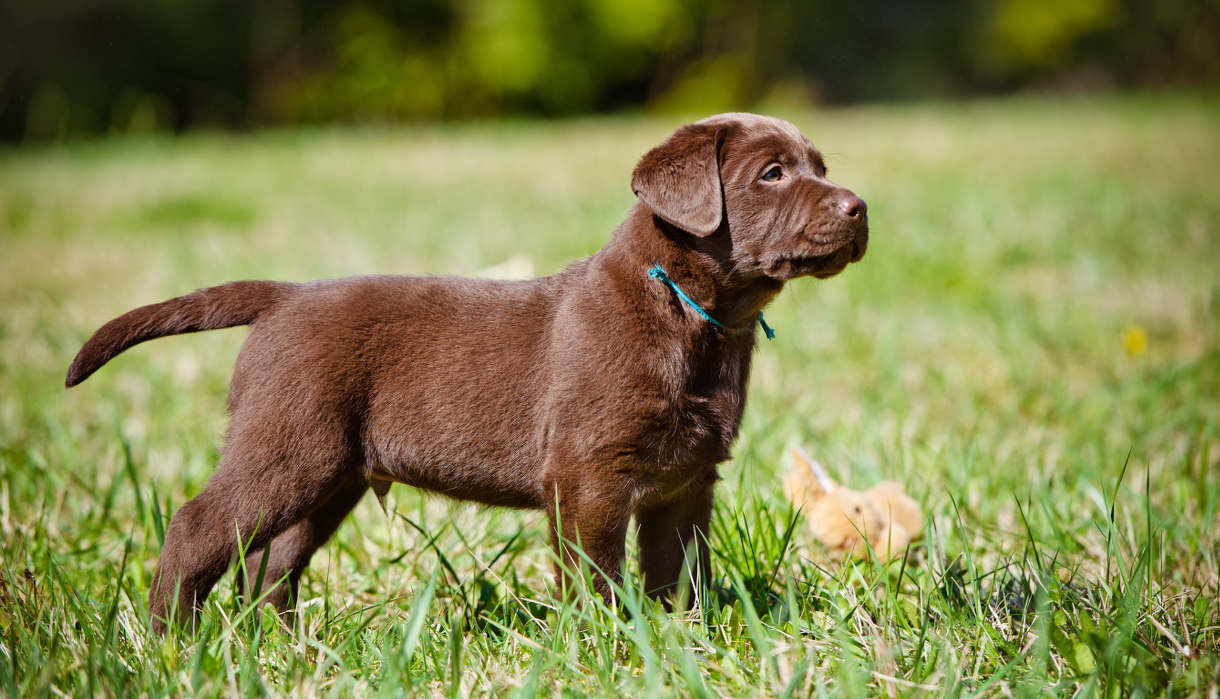 cost of a labrador retriever