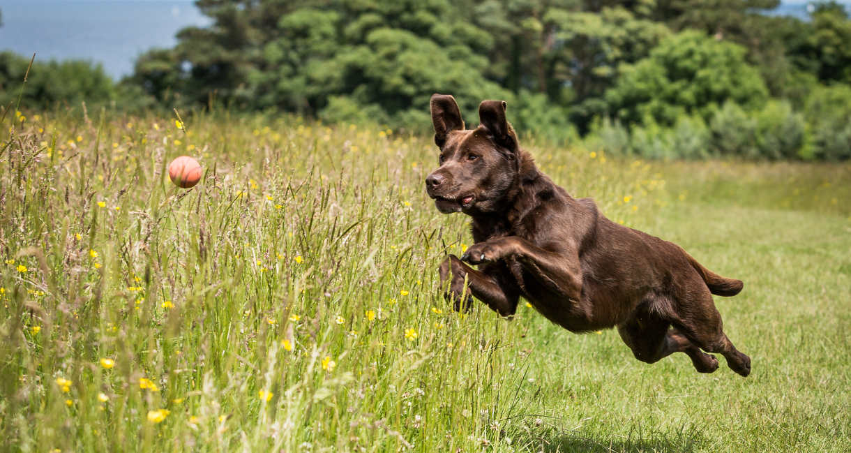 are labradors athletic