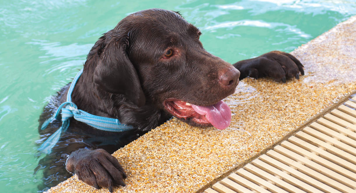 small chocolate labrador