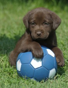 chocolate-labrador-puppy-ball