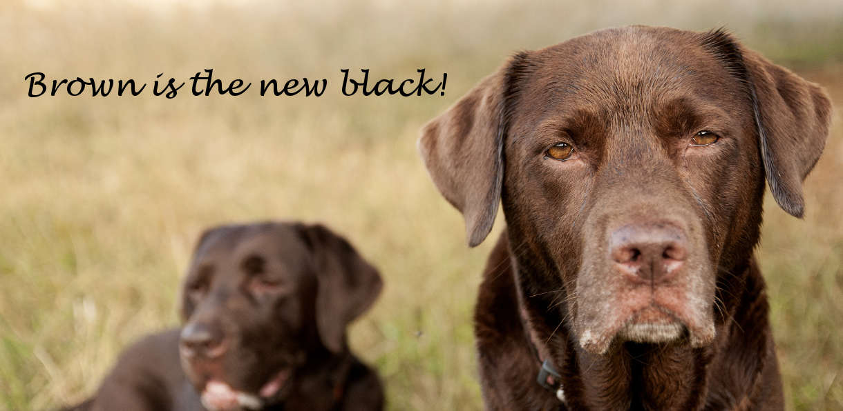 chunky chocolate labrador puppies