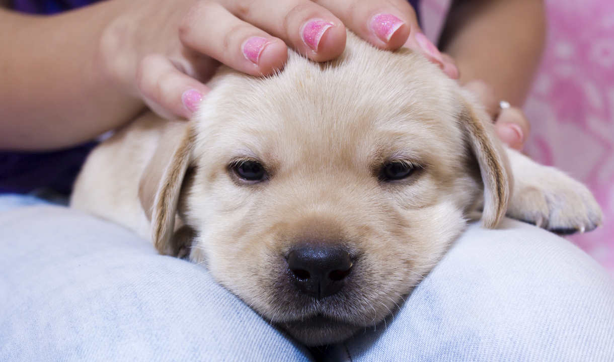 15 days labrador puppies