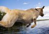 dock dogs and the sport of dock diving