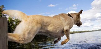 dock dogs and the sport of dock diving