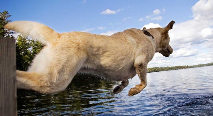 dock dogs and the sport of dock diving