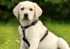 best harness for labradors