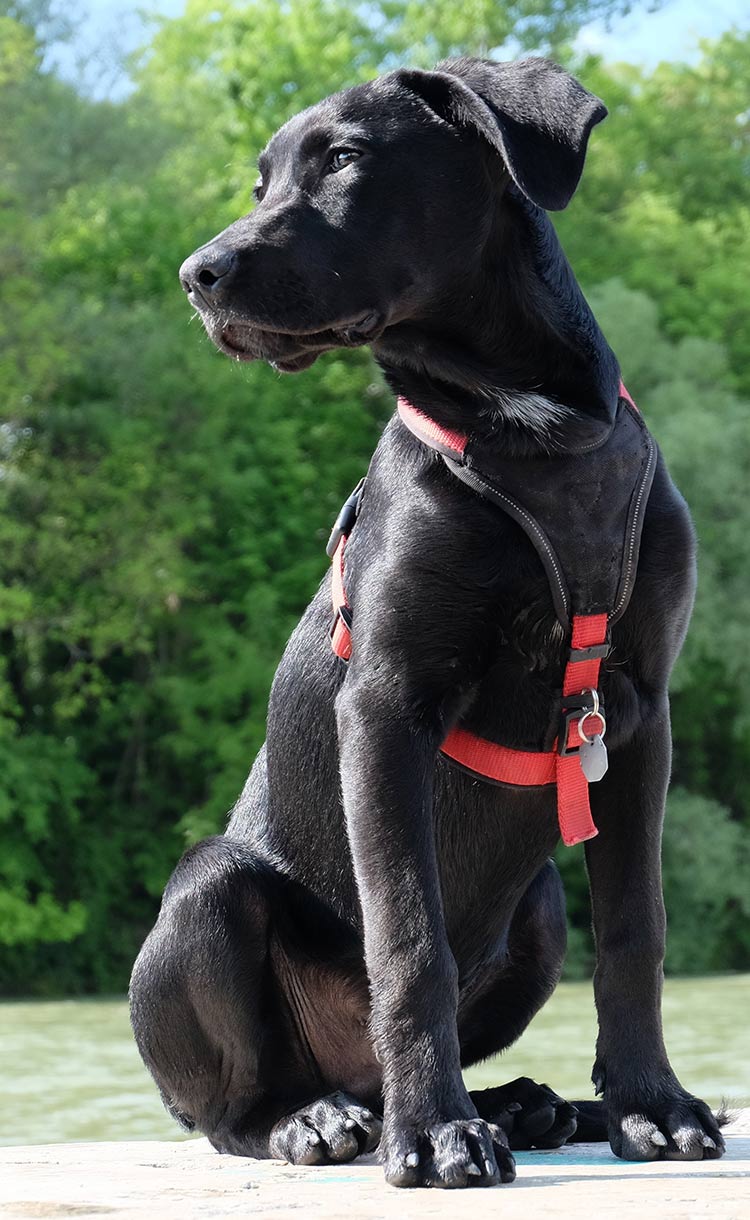 dog harness for labs