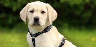 best harness for labradors