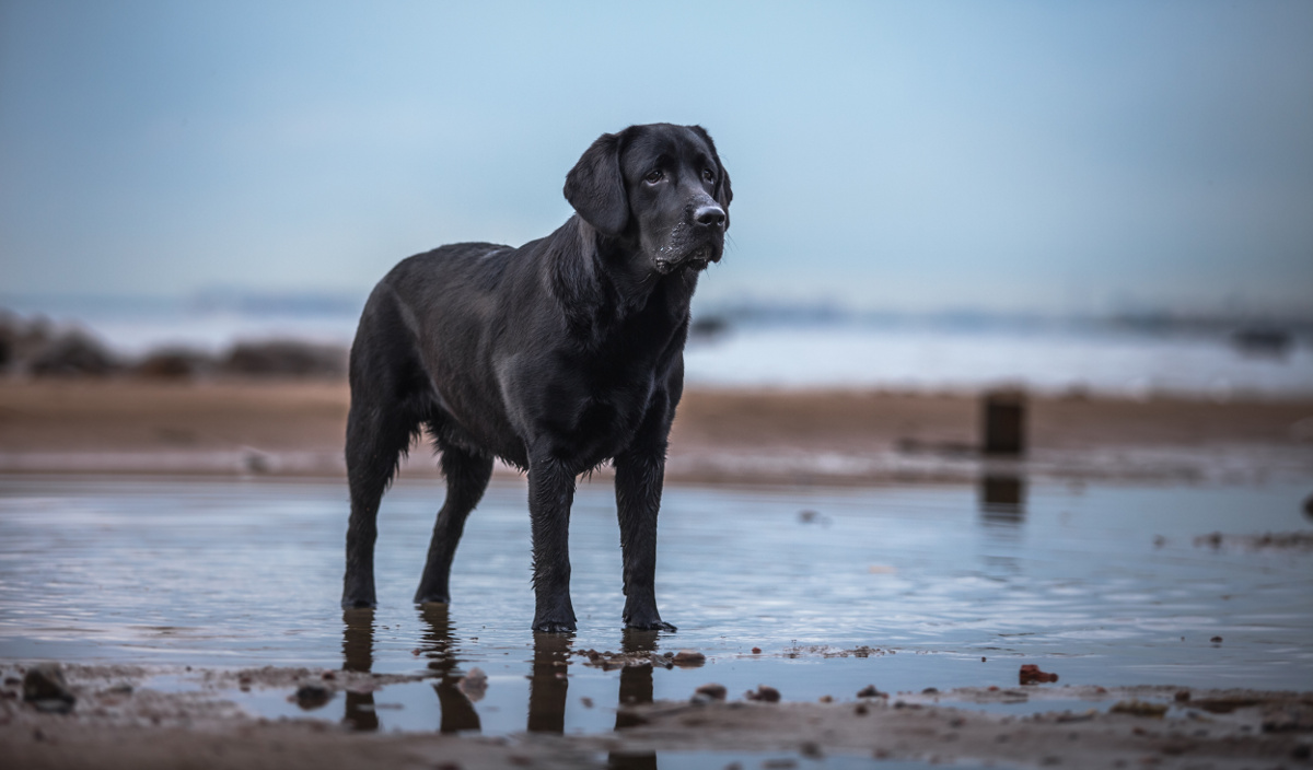 4 Labrador Retriever health concerns