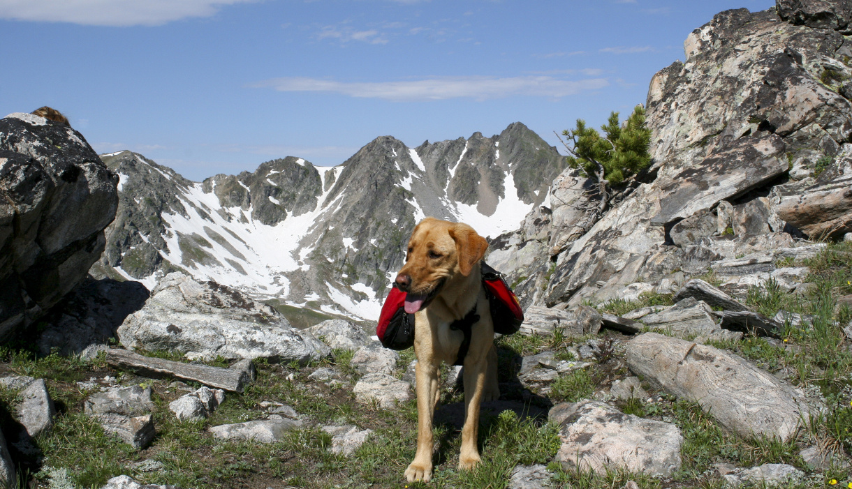 Best Hiking And Parks Around For Dogs Best Hiking And Parks Around For Dogs
