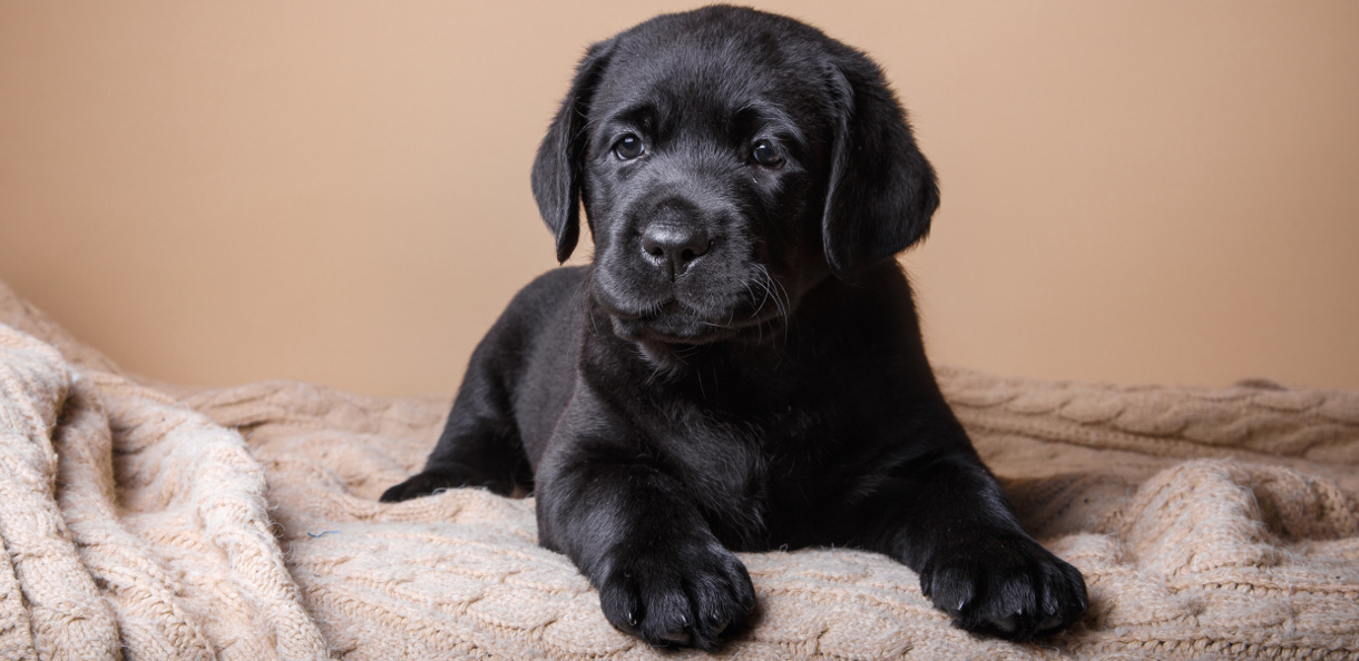 Studio portrait puppy labrador on a colored background