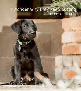 labrador puppy sitting on steps