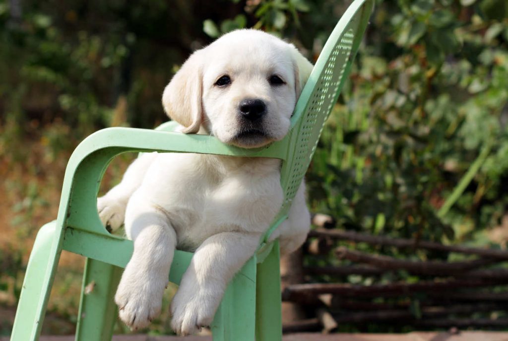15 Puppy Potty Training Problems Solved