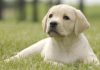 yellow labrador outside for potty training