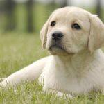 yellow labrador outside for potty training